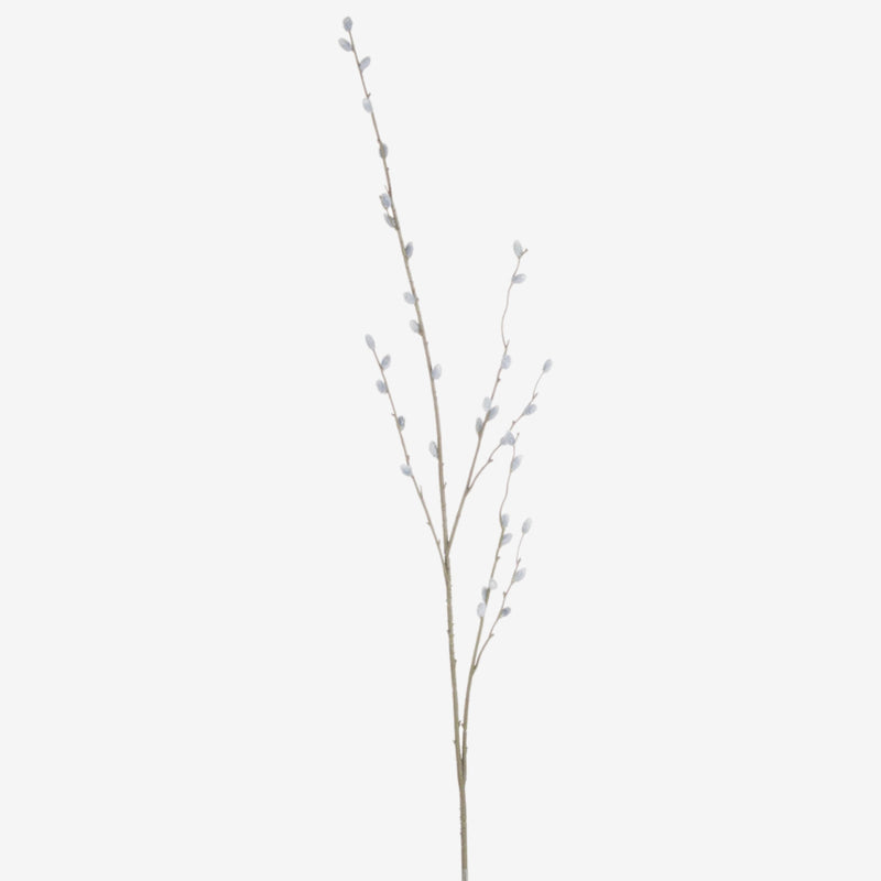Pussy Willow Branch