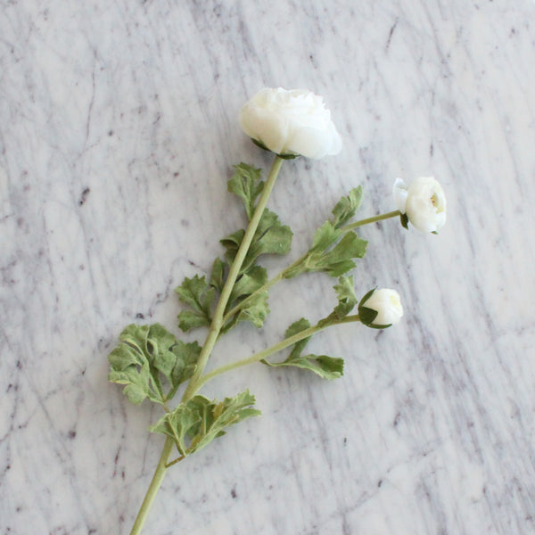 White Ranunculus Spray