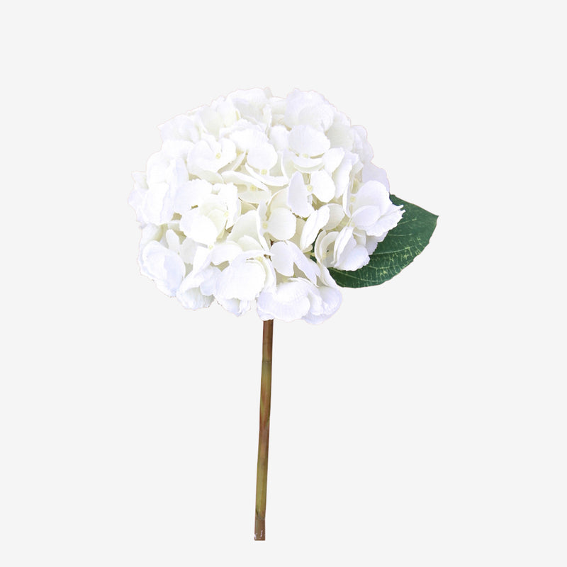 White Hydrangea
